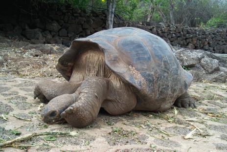 Galapagos